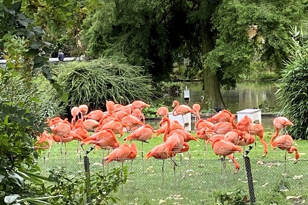 Besuch des Kölner Zoos und Zugabend zum siebten Jahrestag unserer Gründung mit Essen im Brauhaus Em Kölsche Boor samt Ermittlung der neuen Majestät unseres Spielmannszuges am 2. Oktober 2021